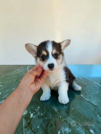Welsh corgi Pembroke pedigree enci