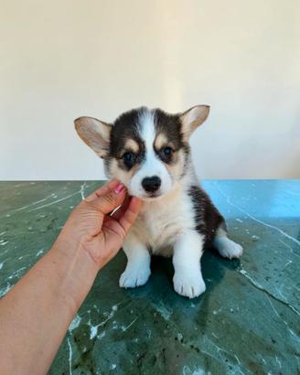 Welsh corgi Pembroke pedigree enci