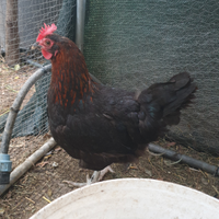 Marans e olivegger