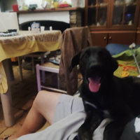 Cucciolo di doggo sardo