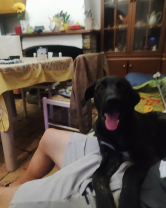 Cucciolo di doggo sardo