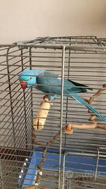 Parrocchetto blu con gabbia