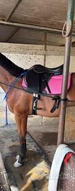 Sella e finimenti cavallo