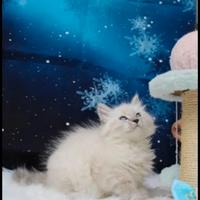 Cuccioli disponibili gatto siberiano Nevamasquerad