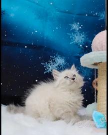 Cuccioli disponibili gatto siberiano Nevamasquerad