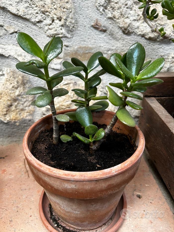 Crassula Ovata Albero d Giada Bonsai - Pianta Vera grassa succulenta in  Vaso PVC