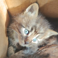 Maine coon blù femmina