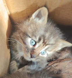 Maine coon blù femmina