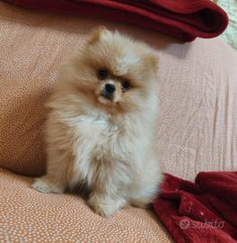 Spitz Pomerania nano Pedigree ENCI