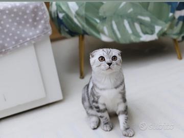 Gattino Scottish Fold affettuoso