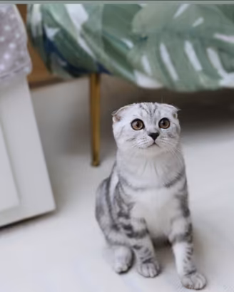 Gattino Scottish Fold affettuoso