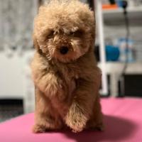 Barboncino albicocca