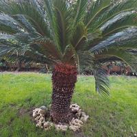 Cycas