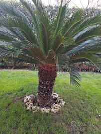 Cycas