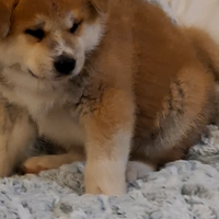 Akita inu Maschio con Pedigree Enci