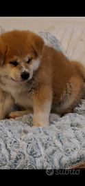 Akita inu Maschio con Pedigree Enci