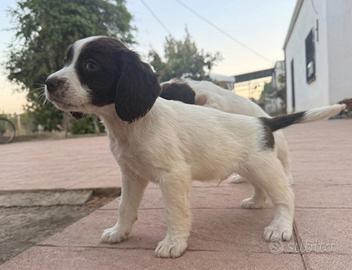 Ultimi 3 cuccioli Springer Spaniel -Pronta consega