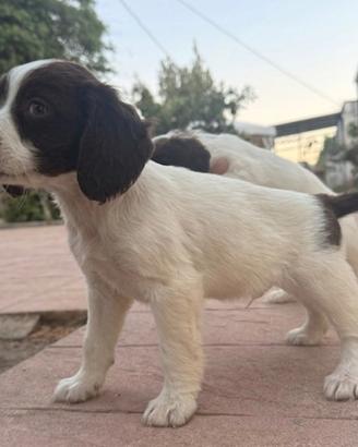 Ultimi 3 cuccioli Springer Spaniel -Pronta consega