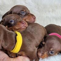 Cuccioli di bassotti kaninchen cioco M e F