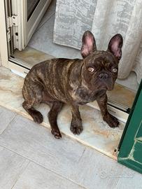 Bulldog francese