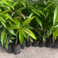 Piante di Mango