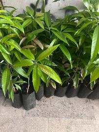 Piante di Mango
