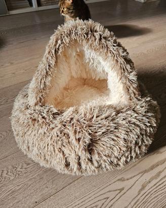 Cuccia