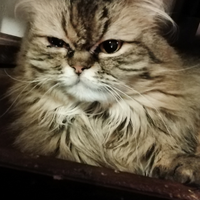 Gatta incrocio persiano angora