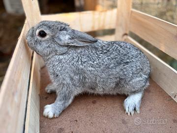 Conigli nano