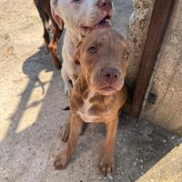 Cucciola di pitbull