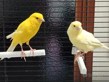 Coppia canarini gialli