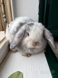 Coniglietti arieti/miniloop