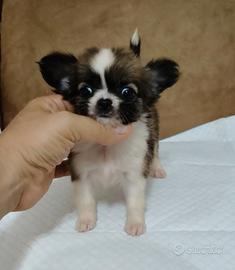 Chihuahua