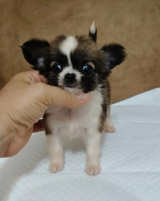 Chihuahua