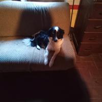 Cuccioli di border collie e pastore del Caucaso