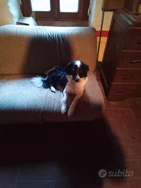 Cuccioli di border collie e pastore del Caucaso