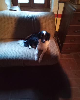 Cuccioli di border collie e pastore del Caucaso