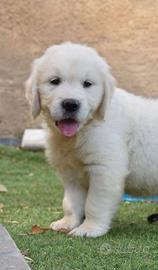 Golden retriever