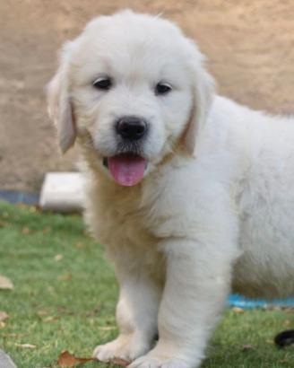 Golden retriever