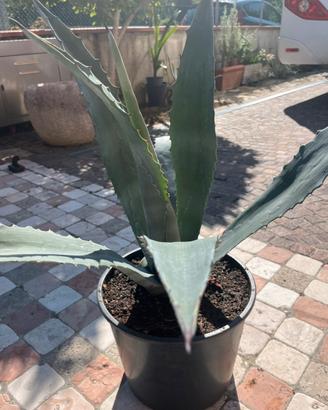 Agave americana verde