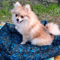 Dolci cucciole di volpino di Pomerania (pedigree)