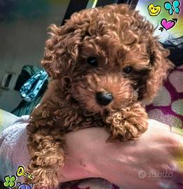 Cucciola Barboncino Toy