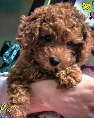 Cucciola Barboncino Toy