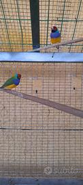 diamantini di gould
