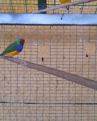 diamantini di gould