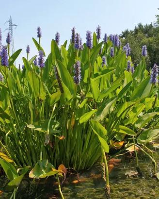 Pianta da Laghetto Pontederia Cordata Fiore Viola
