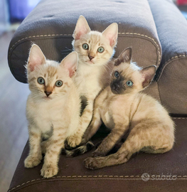 Cuccioli gatti bengala