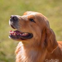 Golden retriever Lina americana per monta