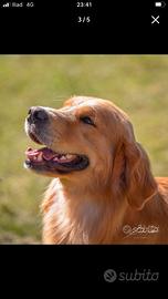 Golden retriever Lina americana per monta