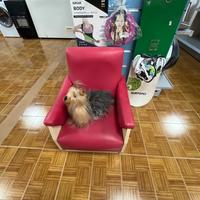 Poltroncina per cani